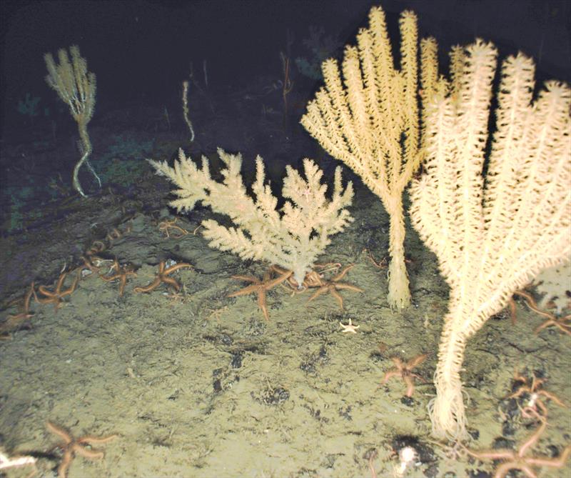 This tentacled bamboo coral (Isidella tentaculum), seen on the right, grow at a rate of only 14 mm per year. Changes affecting their rate of growth may have profound effects that can linger for decades. photo copyright NMFS / NOAA - Color correction applied by NOAA Fisheries taken at  and featuring the Environment class