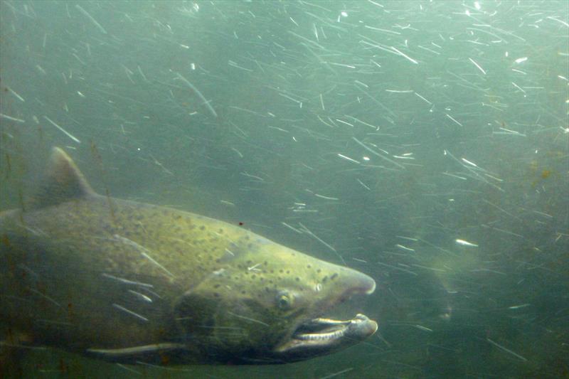 Snake River fall Chinook salmon spawn in the mainstem of the Snake River. The numbers of the threatened species have rebounded from low numbers photo copyright NOAA Fisheries taken at  and featuring the Environment class