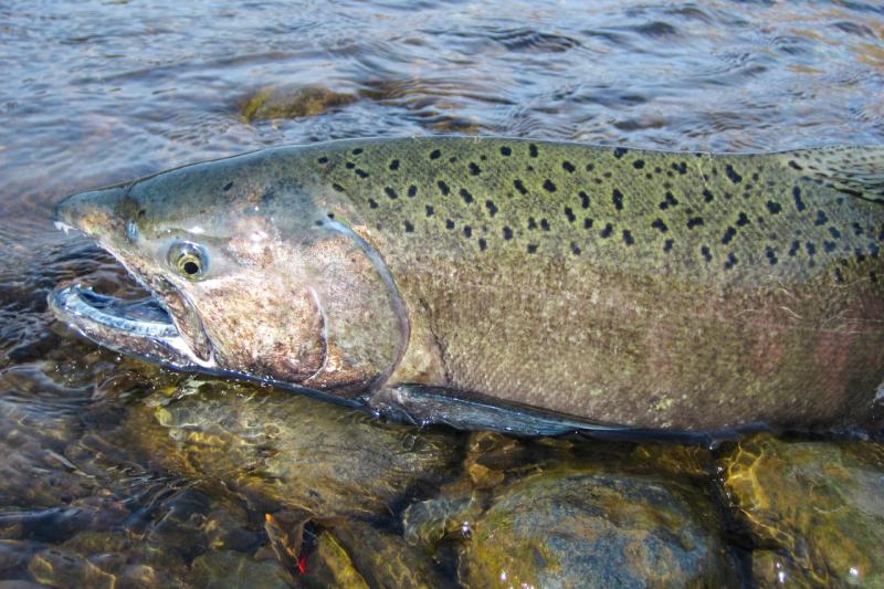 Wild chinook Salmon in Idaho photo copyright NOAA Fisheries taken at  and featuring the Environment class