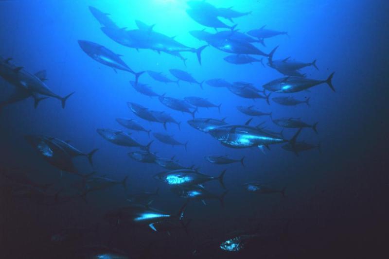 International actions pay off for pacific bluefin tuna as species rebounds at accelerating rate photo copyright NOAA Fisheries taken at  and featuring the Environment class