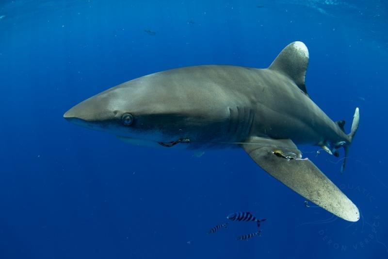 Oceanic whitetip shark photographed off Kona, Big Island. The individual is carrying trailing gear from a longline vessel and has damage to its pectoral fin, likely from the trailing gear including wire leader and weight photo copyright Deron Verbeck taken at  and featuring the Environment class