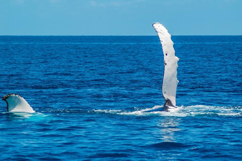 Humpback whale photo copyright GBRMPA taken at  and featuring the Environment class