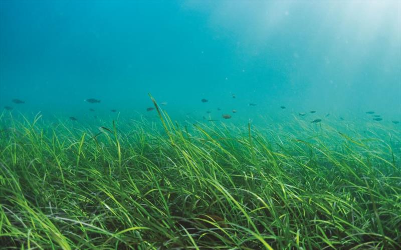A seagrass bed off Falmouth photo copyright Lewis Jefferies taken at  and featuring the Environment class