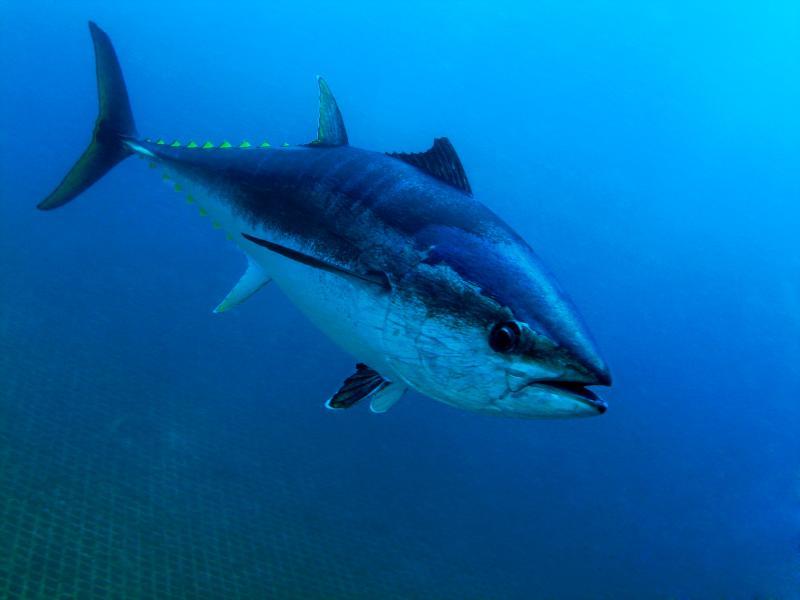 Close-up of an Atlantic bluefin tuna photo copyright NOAA Fisheries taken at  and featuring the Environment class