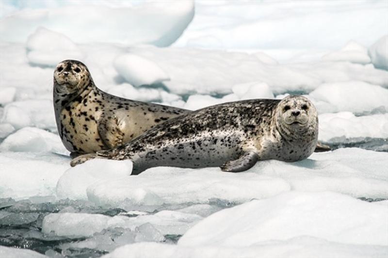 Harbor seals photo copyright NOAA Fisheries taken at  and featuring the Environment class