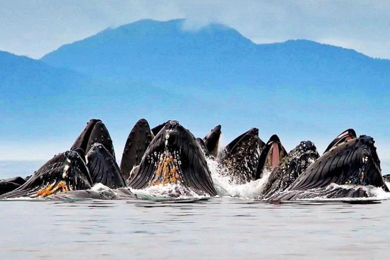 Humpback whales photo copyright NOAA Fisheries taken at  and featuring the Environment class