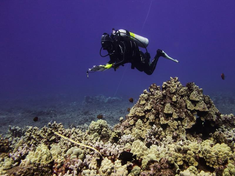 Scientific divers conducted visual assessments of coral bleaching during the 2019 bleaching event in Lanai photo copyright NOAA Fisheries taken at  and featuring the Environment class