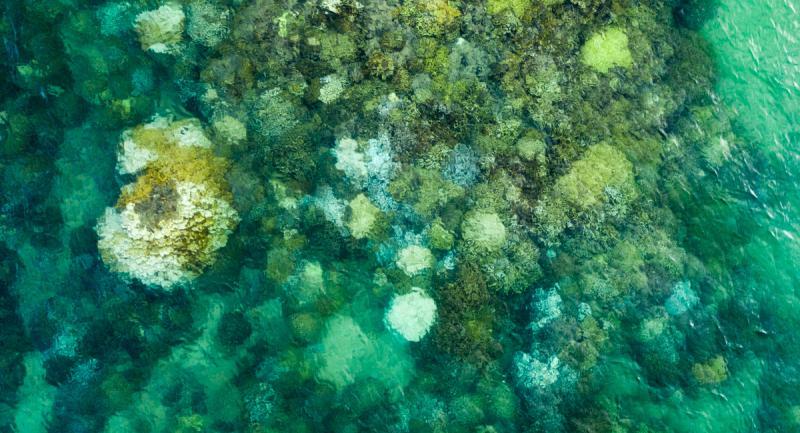 Corals in Kaneohe Bay demonstrated a range of bleaching responses during the 2019 heat stress event photo copyright Chuck Babbit Photography taken at  and featuring the Environment class