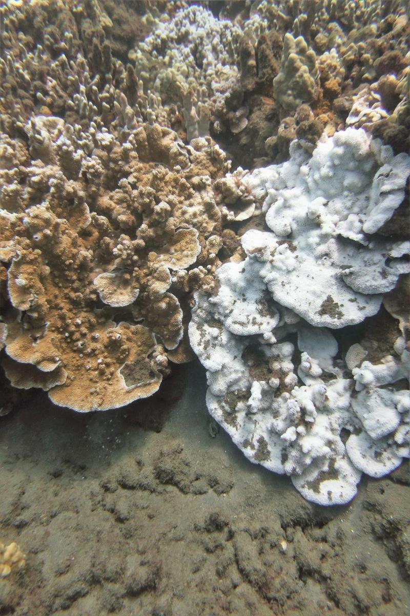 Variability in bleaching even occurred within species. Here, side by side healthy (left) and bleached (right) colonies of Montipora capitata were observed offshore of Lahaina, Maui during the 2019 bleaching event photo copyright NOAA Fisheries taken at  and featuring the Environment class