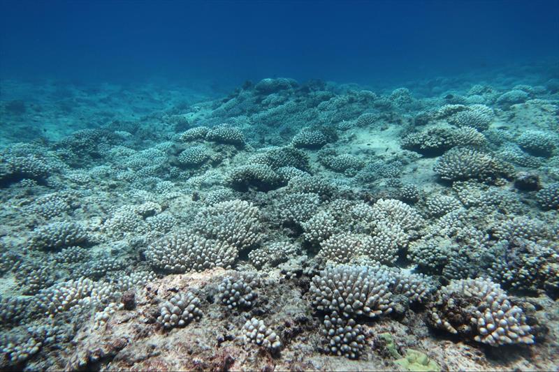 A field of starkly bleached Acropora corals in French Frigate Shoals observed in August 2019 photo copyright NOAA Fisheries taken at  and featuring the Environment class