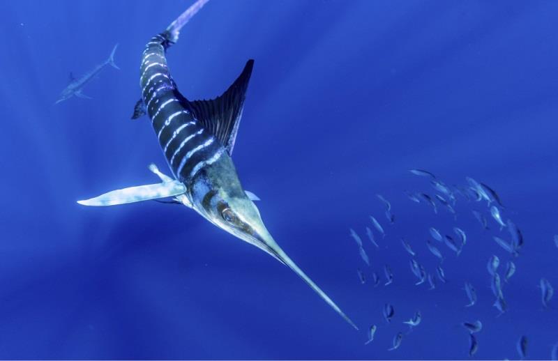 The striped marlin is a species of billfish that lives in the North Pacific. A new study co-led by NOAA scientists finds that marine predators, like the striped marlin, aggregate in anticyclonic, clockwise-rotating ocean eddies to feed photo copyright Pat Ford Photography taken at  and featuring the Environment class