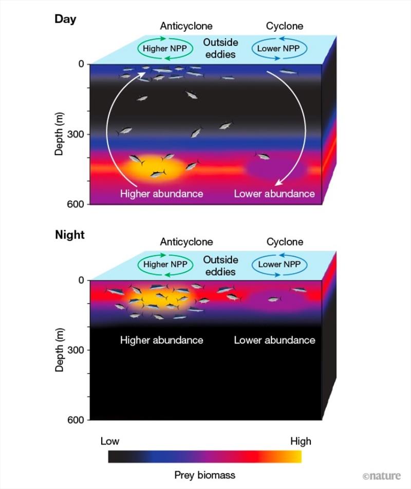 This conceptual figure shows how prey abundance inside and outside of eddies may affect predator abundance. Net primary productivity (NPP), or phytoplankton growth at the base of the food web, is greater in anticyclonic eddies than elsewhere photo copyright NOAA Fisheries taken at  and featuring the Environment class