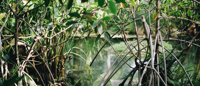 Over a third of the world's mangrove forests have already disappeared photo copyright Maxwell Ridgeway / Unsplash taken at  and featuring the Environment class