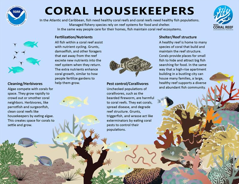 This infographic describes how fish affect coral reef ecosystems
