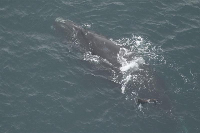 North Atlantic right whale War and calf - photo © Clearwater Marine Aquarium Research Institute, taken under NOAA permit #20556-01