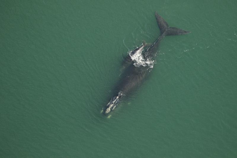 North Atlantic right whale Archipelago and calf - photo © Florida Fish & Wildlife Conservation Commission, under NOAA permit 20556-01