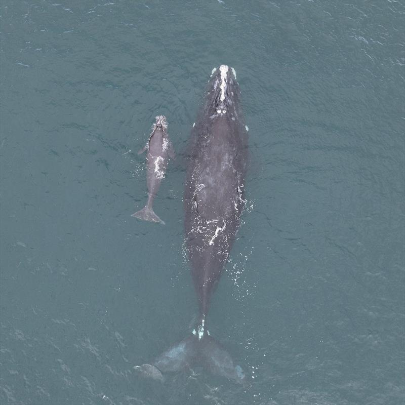 North Atlantic right whale Smoke and calf - photo © Clearwater Marine Aquarium Research Institute, taken under NOAA permit 20556-01