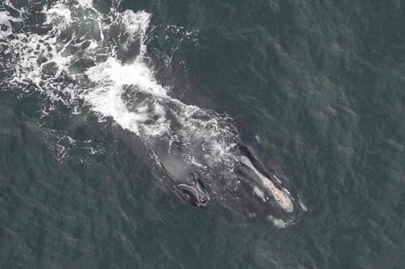 North Atlantic right whale Viola and calf photo copyright Clearwater Marine Aquarium Research Institute, taken under NOAA permit #20556-01 taken at  and featuring the Environment class