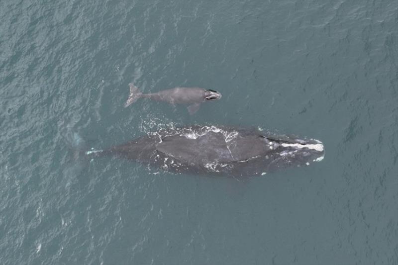 North Atlantic right whale Porcia and calf - photo © Georgia Department of Natural Resources, taken under NOAA permit 21371-04