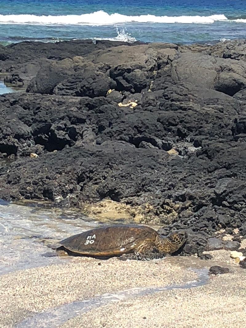A new online survey allows you to report when you see green sea turtles, or honu, with white numbers and letters etched temporarily on their shells photo copyright Cass Paye taken at  and featuring the Environment class