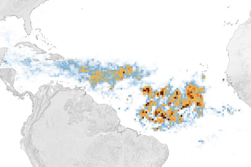A massive seaweed bloom in the Great Atlantic Sargassum Belt