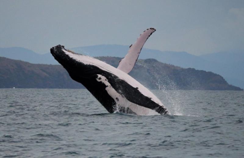 Whale photo copyright GBRMPA taken at  and featuring the Environment class