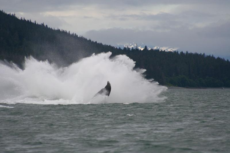 A humpback whale lands in the water after breaching near Auke Bay, Alaska photo copyright NOAA Fisheries / Aleria Jensen taken at  and featuring the Environment class