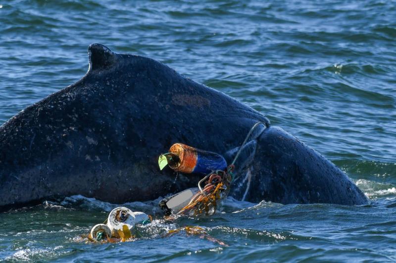 Humpback whale entangled with commercial Dungeness crab gear, easily identifiable by the tag attached to the buoy photo copyright Sea World taken at  and featuring the Environment class