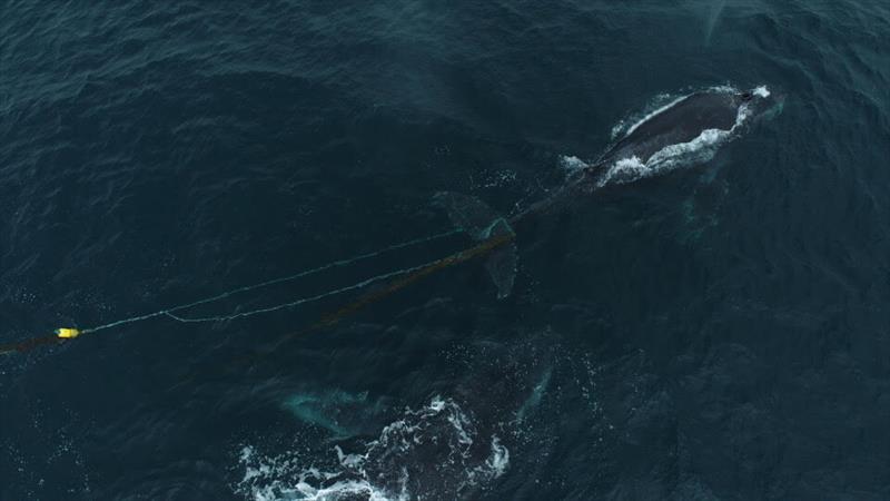 Aerial footage shows an entangled humpback whale trailing line and a single unmarked yellow buoy. Buoy and/or line marking is critical to identifying the origin of the entangling gear photo copyright Newport Coastal Adventure taken at  and featuring the Environment class