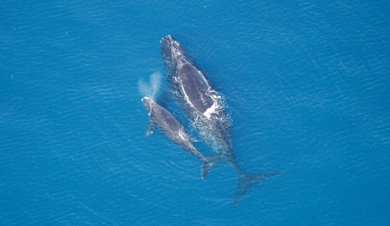A new study has classified the North Atlantic right whale stock as very highly vulnerable to climate change photo copyright NOAA Fisheries taken at  and featuring the Environment class