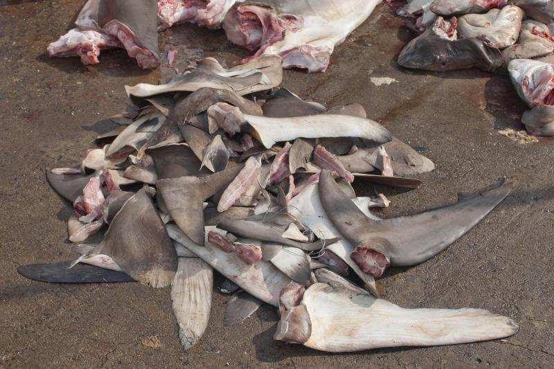 The IATTC required that fishing vessels land sharks with their fins naturally attached. The goal is to prohibit shark-finning, where fishing crews cut fins off sharks to sell them and leave the rest of the animal to waste photo copyright Shutterstock taken at  and featuring the Environment class