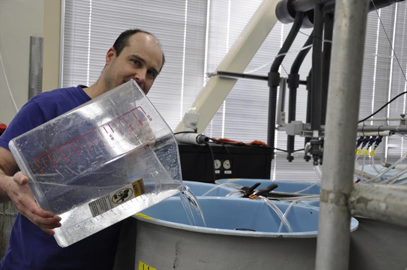 NOAA Fisheries biologist Chris Long stocks snow crab larvae in a tank for rearing at the Alaska Fisheries Science Center Kodiak laboratory photo copyright NOAA Fisheries / Leah Zacher taken at  and featuring the Environment class