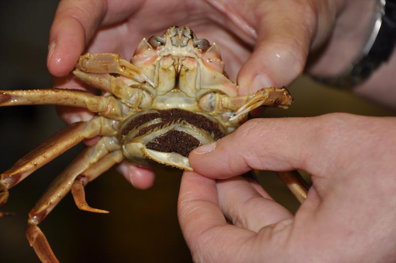 Female snow crab brooding eggs photo copyright NOAA Fisheries / Chris Long taken at  and featuring the Environment class