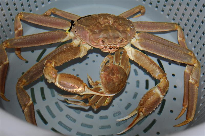 A male snow crab embracing a mature female prior to mating photo copyright NOAA Fisheries / Chris Long taken at  and featuring the Environment class