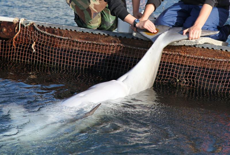 Navy personnel drawing blood from the tail fluke of an adult bottlenose dolphin photo copyright NOAA Fisheries taken at  and featuring the Environment class