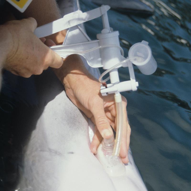 Navy personnel collecting milk from female bottlenose dolphin using a specialized milking device. The milking device is a closed system consisting of a hand-operated vacuum pump, suction mask, and collection vial, which are all connected by plastic tubing photo copyright U.S. Navy’s Marine Mammal Program taken at  and featuring the Environment class