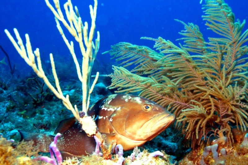Red grouper on a reef photo copyright NOAA Fisheries taken at  and featuring the Environment class