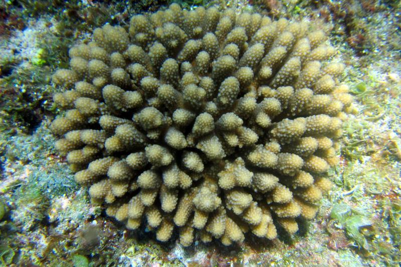 Acropora globiceps at Tinian island, Commonwealth of the Northern Mariana Islands. Under the Endangered Species Act, A. globiceps is listed as threatened in CNMI, American Samoa, Guam, Hawaii, and the Pacific Remote Islands Area photo copyright Doug Fenner taken at  and featuring the Environment class