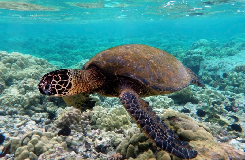 Green sea turtle photo copyright Brocken Inaglory taken at Ocean Cruising Club and featuring the Environment class