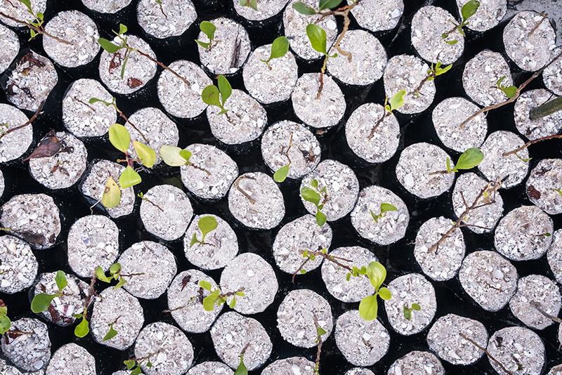 Seedlings from native species to the area are grown in a nursery for four to five months before being planted - photo © Uli Kunz / Malizia Mangrove Park