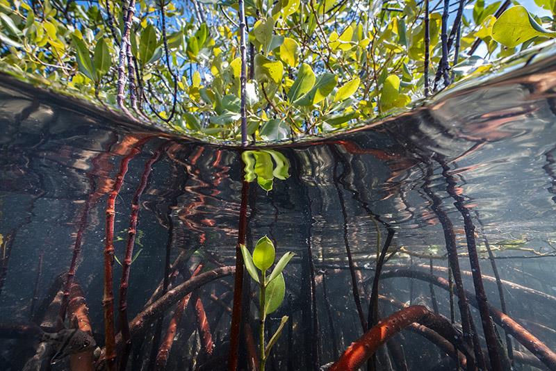 The mangrove ecosystem is an important habitat for a diverse range of species: Birds, reptiles, insects, mollucs, crustaceans, and fish call mangroves their home photo copyright Uli Kunz / Malizia Mangrove Park taken at  and featuring the Environment class