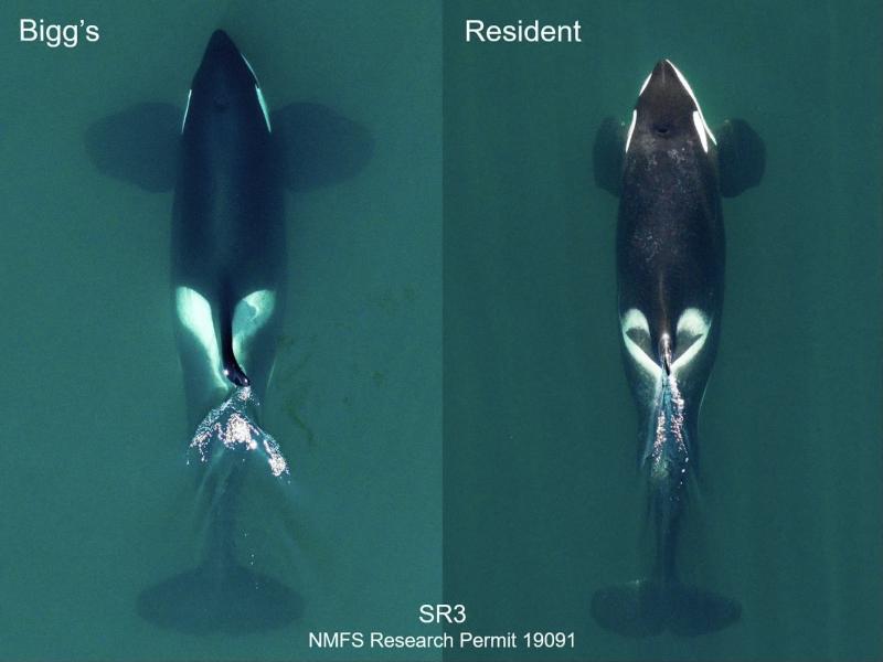 Aerial images comparing sizes of adult male Bigg's and Resident killer whales, both taken in the Salish Sea off southern Vancouver Island. Images are scaled to lengths calculated during health research by SR3 SeaLife Response, Rehabilitation and Research photo copyright John Durban and Holly Fearnbach taken at  and featuring the Environment class