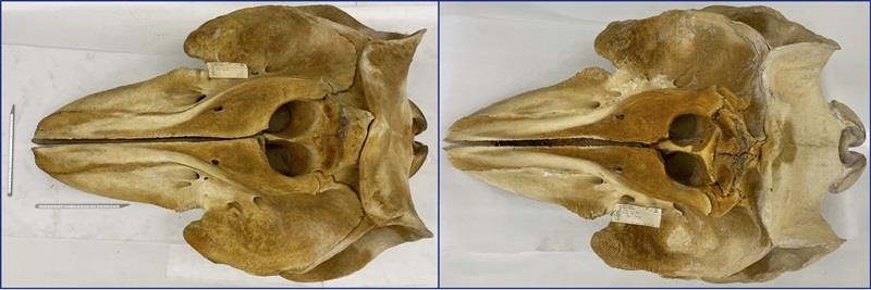 Neotype skulls for Bigg's killer whale, Orcinus rectipinnus (left), and the resident killer whale, Orcinus ater (right). Bigg's killer whale skull is more robust and has a wider rostrum (beak), which are presumably adaptations for feeding on larger prey photo copyright NOAA Fisheries taken at  and featuring the Environment class