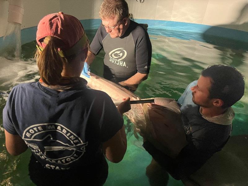 Sawfish receiving critical care at Mote photo copyright Mote Marine Laboratory taken at  and featuring the Environment class