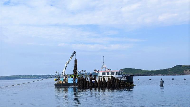 British shellfish and seaweed farms could provide valuable habitats for coastal fish species photo copyright Marine Biological Association taken at  and featuring the Environment class