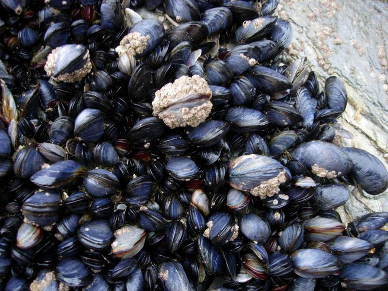 British shellfish and seaweed farms could provide valuable habitats for coastal fish species photo copyright Marine Biological Association taken at  and featuring the Environment class