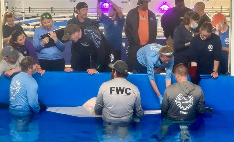 Rescued smalltooth sawfish passes away photo copyright Mote Marine Laboratory & Aquarium taken at  and featuring the Environment class