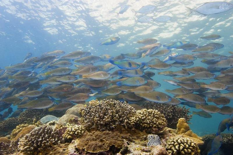 Oman reef - photo © Chris Aitken