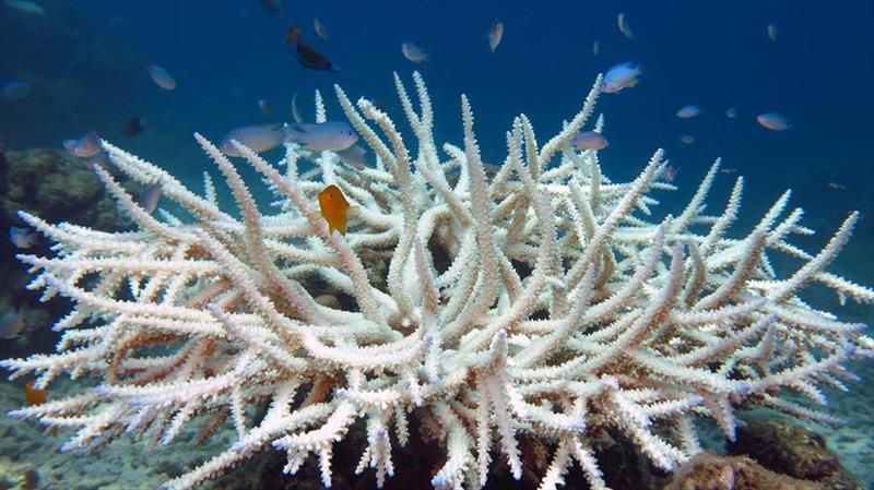 Bleached coral - photo © Biosphere Expeditions