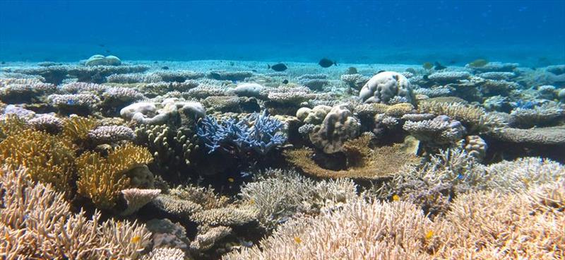 Bleached coral - photo © Australian Institute of Marine Science